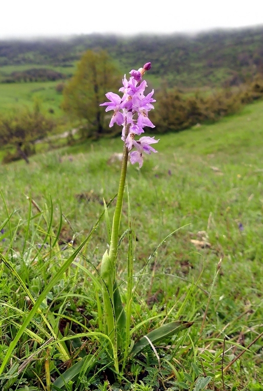 Il lago di Campotosto, orchidee, maltempo eschiarite! maggio/giugno 2023.